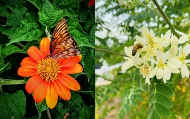 banner foto blog (flores, abeja y mariposa)