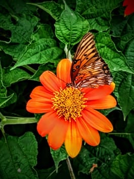 mariposa en la flor