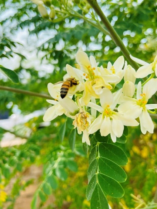 abeja en la flor